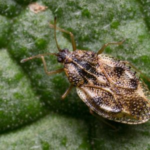 Lace Bugs get a quote
