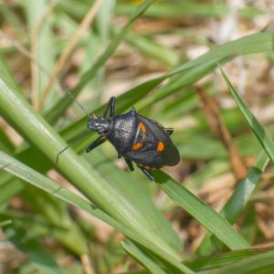 Predatory Stink Bugs – Pentatomidae get a quote