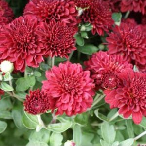 Hardy mum red (helen) – Chrysanthemum get a quote