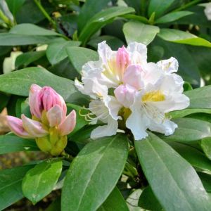 Rhododendron Cunningham’s White – Azaleas – get a quote