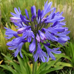 Agapanthus ‘Midnight Blue’ – African Lily – get a quote