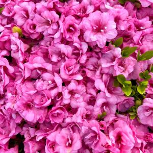 Rhododendron – Azalea  ‘Gumpo Pink’ get a quote