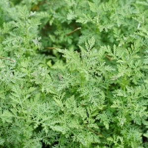 Artemisia pontica – Roman Wormwood – Mugwort – Sagebrush – Wormwood get a quote