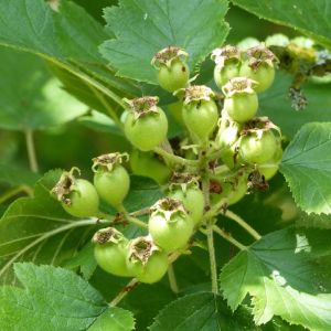 Crataegus mollis – Downy Hawthorn – Red Haw – Hawthorn – May – get a quote