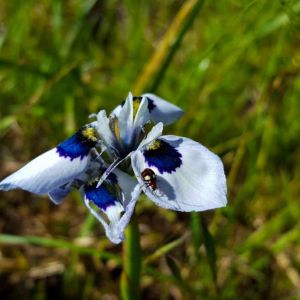 Moraea aristata – Moraea glaucopis – Fort Night Lily – get a quote