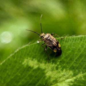 Tarished Plant Bug – Lygus lineolaris get a quote