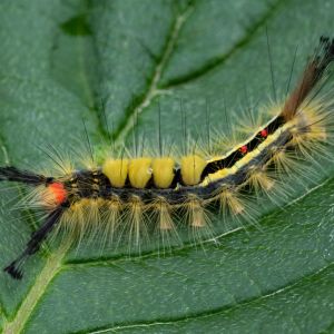 Whitemarked Tussock Moth – Orygia leucostigma get a quote