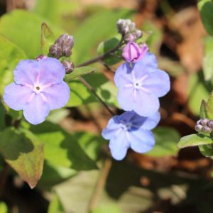 Omphalodes cappadocica – Navelwort – get a quote