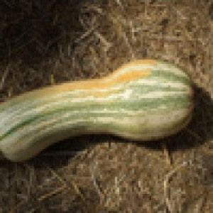 extra large striped gourd get a quote