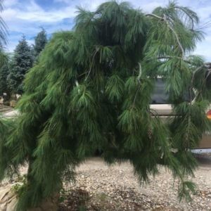 Pinus strobus ‘Pendula’ – Weeping white pine – get a quote