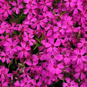Phlox subulata ‘Red Wings’ – Moss Phlox get a quote