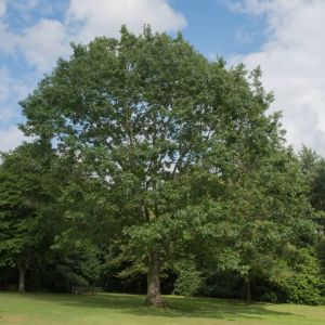 Quercus rubra – Quercus borealis – Northern Red Oak – Red Oak – get a quote