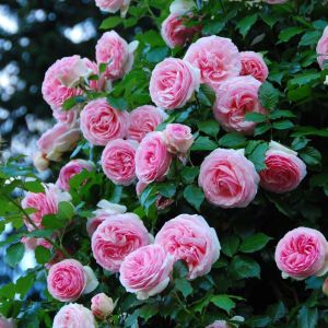 Rosa ‘Morning Jewel’ – Rose ‘Morning Jewel’ get a quote