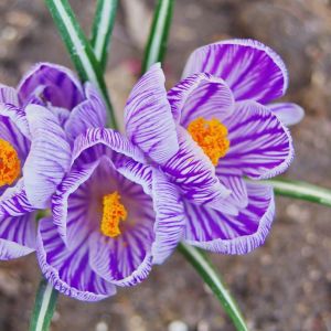 Crocus vernus ‘King of Striped’ – bulb get a quote