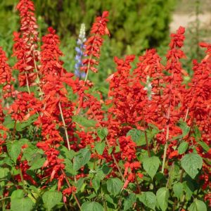 Lobelia cardinalis – cardinal flower get a quote