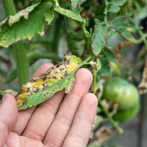 Tomato Viruses get a quote