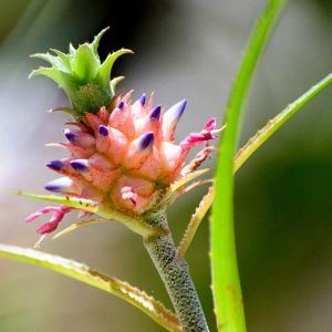 Ananas nanus bromeliad get a quote