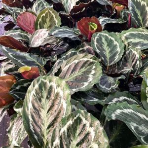 Calathea ‘Medalion’ get a quote