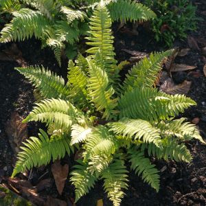 Dryopteris cycadina – Dryopteris atrata of gardens – Buckler Fern – Shield Fern – Wood Fern – get a quote