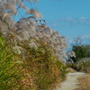 Miscanthus sinensis ‘Silberfeder’ – Miscanthus sinensis ‘Silver Feather’ – Eulalia Grass get a quote