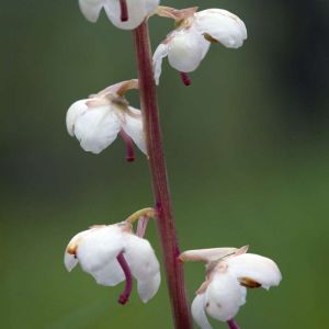 Pyrola rotundifolia – Round-leaves Winter-green – Wild Lily-of-the-Valley – Shinleaf – Wintergreen – get a quote