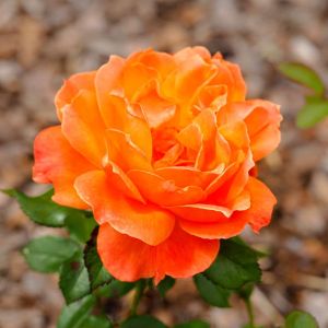 Rosa ‘Livin Easy’ – Rose ‘Beauty Star’ – Rose ‘Fellowship’ – Rose ‘Livin Easy’ get a quote