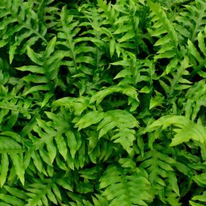 Woodwardia areolata – Lorinsaria areolata – Netted Chain Fern – Chain Fern get a quote