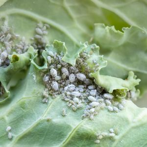 Cabbage Aphid – Brevicoryne brassicae get a quote