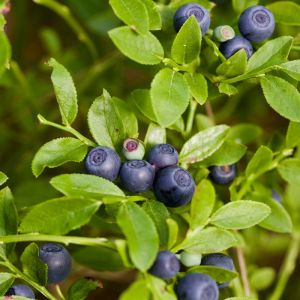 Vaccinium myrtillus – Sourtop Blueberry – Whortleberry – Blueberry – Cranberry – Huckleberry – get a quote