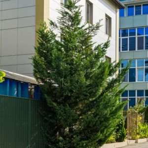 Cupressocyparis leylandii – Leyland Cypress – get a quote