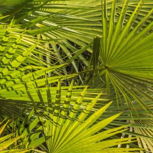 Acoelorraphe wrightii – Paurotis wrightii – Everglades Palm – Saw cabbage Palm – Silver saw Palm – Paurotis – Saw Palm get a quote