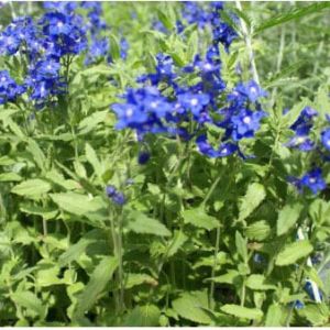 Veronica ‘Crater Lake Blue’ – Veronica – Large speedwell – get a quote