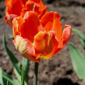 Tulipa ‘Bright Parrot’ – Tulip ‘Bright Parrot’ get a quote