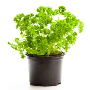 Petroselinum crispum – parsley – herb get a quote