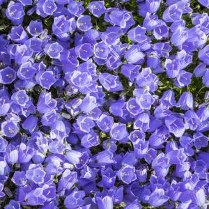 Campanula carpatica ‘Blue Uniform’ – Carpathian bellflower – get a quote