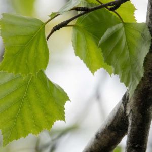 Betula populifolia – Gray Birch – Birch – get a quote