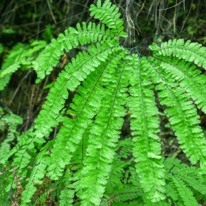 Adiantum aleuticum – Adiantum pendatum aleuticum – Five-finger Maidenhair Fern – Western Maidenhair fern – get a quote