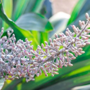 Aechmea mexicana – Bromelaid get a quote