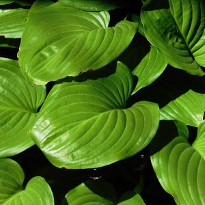 Hosta ventricosa – Blue Plantain Lily – Plantain Lily ventricosa – Blue Plantain Lily get a quote