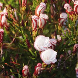 Oxalis versicolor – Candycane Sorrel – Shamrock – Wood-sorrel – get a quote