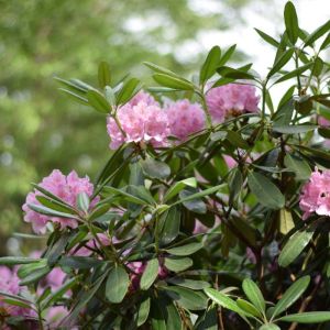 Rhododendron metternichii – Rhododendron degronianum subsp. heptamerum – Azaleas – get a quote