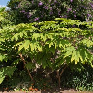 Tetrapanax papyrifer – Aaralia papyrifer – Fastsia papyrifera – Tetrapanax papyriferus- Rice Paper Plant – get a quote