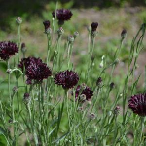 Centaurea cyanus ‘Black Bell’ – Bachelors Button – Blue-bottle – Hardheads – Knapweed – Cornflower – get a quote