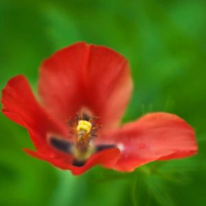 Glaucium corniculatum – Glaucium phoenicium – Red Horned Poppy – Horned Poppy – Sea Poppy – get a quote