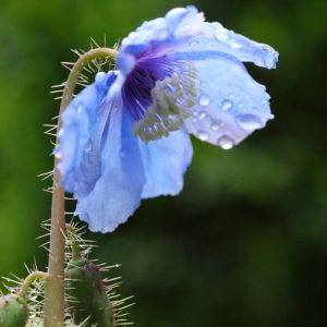 Meconopsis horridula – get a quote