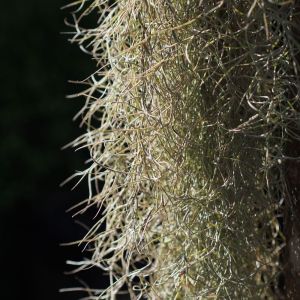 Tillandsia usneoides – Spanish Moss – Gray Beard – Air Plant – get a quote