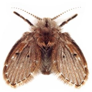 Moth Flies – Drain Flies – Psychoda spp. get a quote