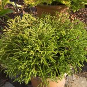 Cryptomeria japonica ‘Globosa Nana’ – Japanese Cedar – Sugi – get a quote