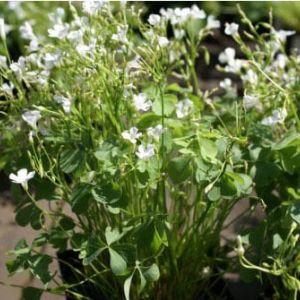 Oxalis crassipes ‘Alba’ – White wood sorrel – get a quote