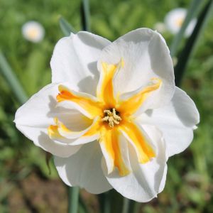 Narcissus  ‘Papillon Blanc’  – Daffodil ‘Papillon Blanc’ get a quote